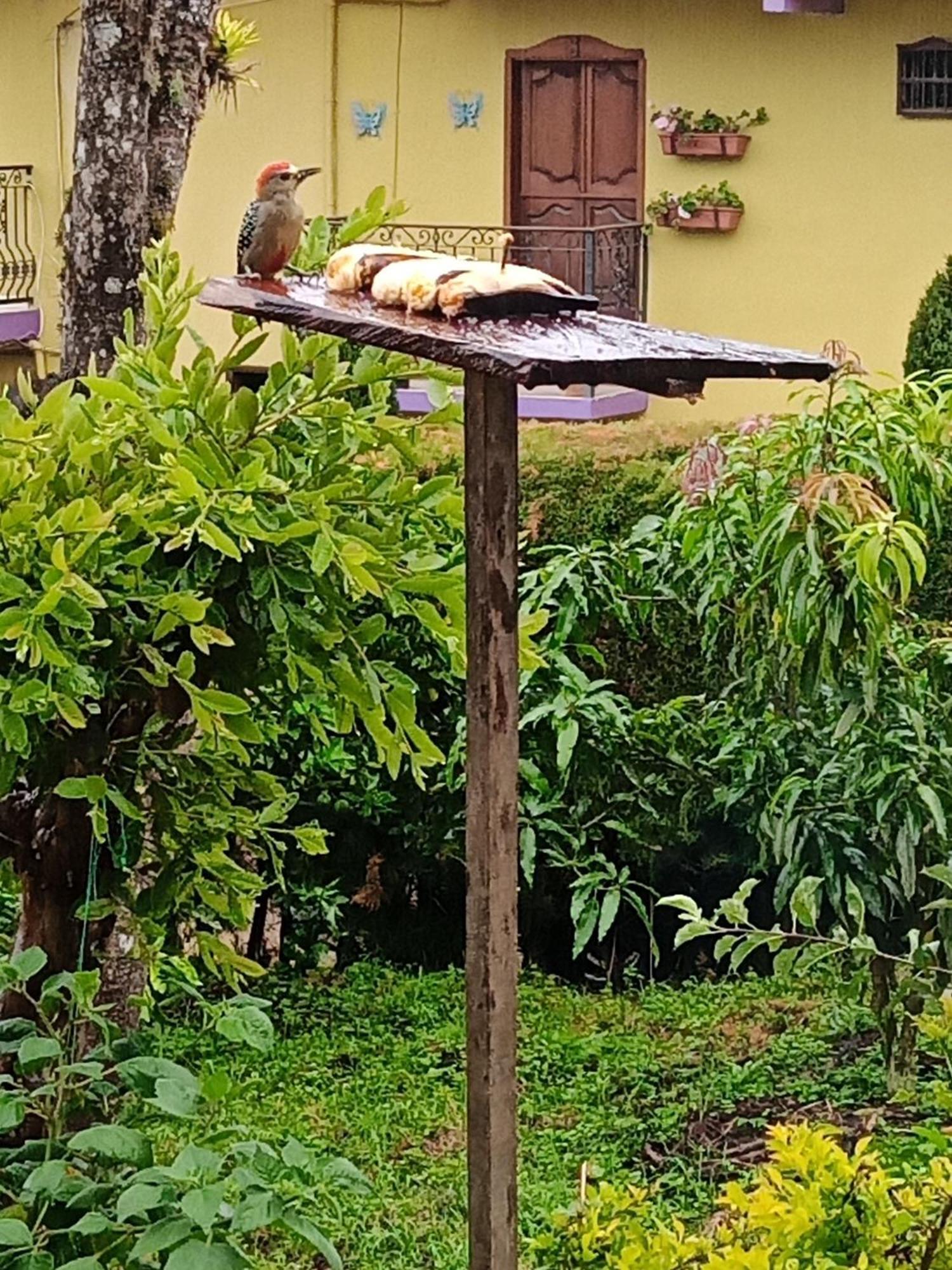 Bird House - Apartament Jardín Exteriér fotografie